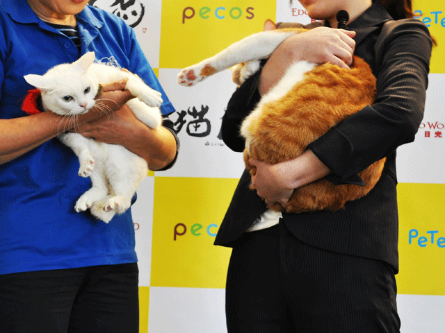 「猫忍」猫の日イベントオフィシャル写真5s