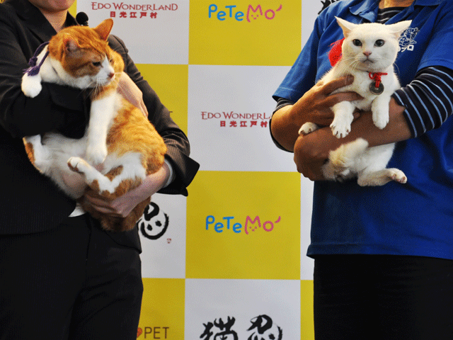 「猫忍」猫の日イベントオフィシャル写真3【左：金時、右：あなご】s